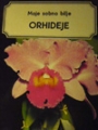 Moje sobno bilje-Orhideje
